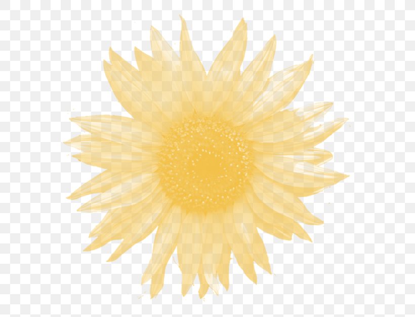 Chrysanthemum Dahlia Dandelion Petal Close-up, PNG, 664x625px, Chrysanthemum, Chrysanths, Close Up, Closeup, Dahlia Download Free