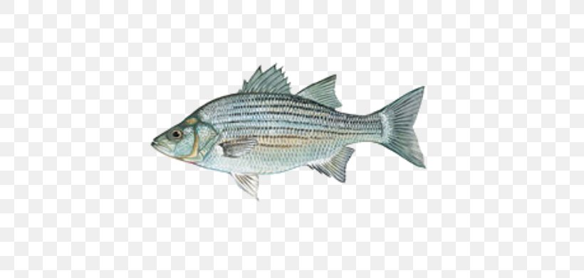 Fish White Bass Hybrid Striped Bass Lewisville Lake, PNG, 657x391px, Fish, Barramundi, Black Basses, Blue Catfish, Crappies Download Free