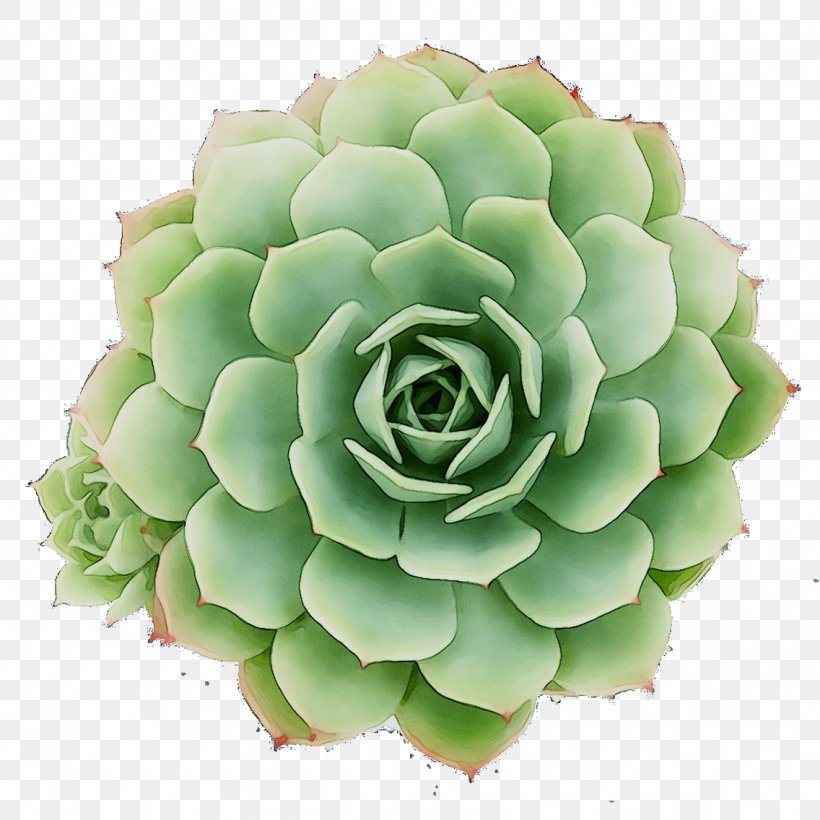 Flower, PNG, 1136x1136px, Flower, Agave, Echeveria, Flowering Plant, Green Download Free