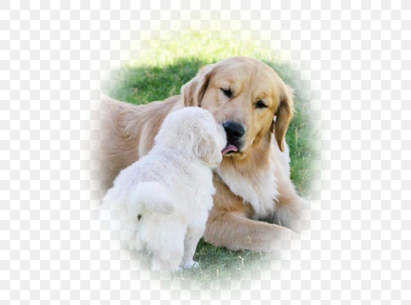 Golden Retriever Puppy Dog Breed Companion Dog, PNG, 500x610px, Golden Retriever, Breed, Breeding Program, Carnivoran, Chestertown Download Free