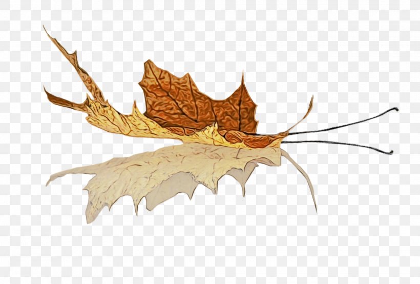 Leaf Watercolor, PNG, 1960x1325px, Watercolor, Black Maple, Leaf, Maple Leaf, Paint Download Free