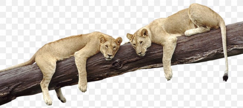Lion Cougar Dog Zoo, PNG, 1920x855px, Lion, Animal, Carnivoran, Columbidae, Cougar Download Free