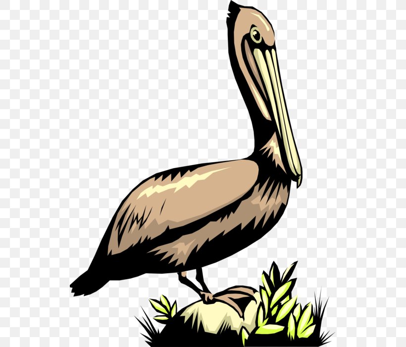 Pelican Goose Cygnini Duck Water Bird, PNG, 537x700px, Pelican, Artwork, Beak, Bird, Cygnini Download Free
