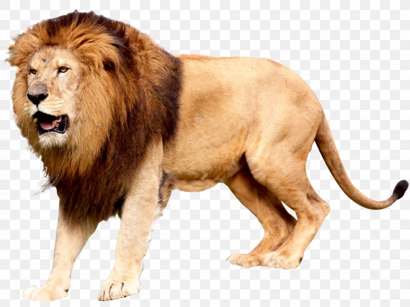East African Lion Felidae Jaguar Leopard, PNG, 866x650px, East African Lion, Animal Figure, Big Cat, Big Cats, Carnivore Download Free