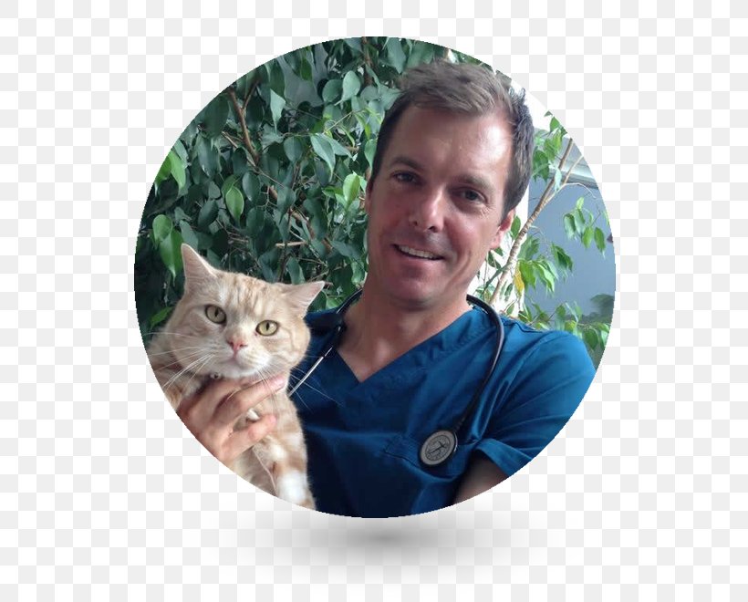 Cat Veterinary Neurology Veterinarian Royal College Of Veterinary Surgeons Pet, PNG, 600x660px, Cat, Bachelor Of Veterinary Science, Cat Like Mammal, Domestic Short Haired Cat, Domestic Shorthaired Cat Download Free