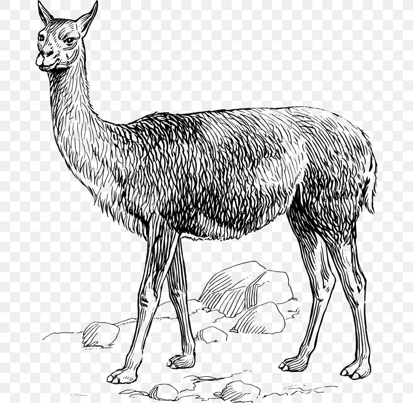Llama Alpaca Vicuña Clip Art, PNG, 680x800px, Llama, Alpaca, Black And White, Camel Like Mammal, Deer Download Free