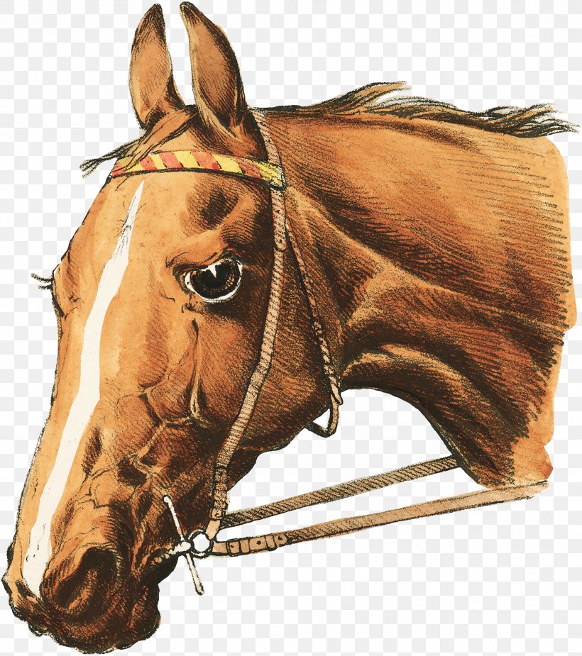 Mustang Stallion Halter Mare Mane, PNG, 2127x2400px, Mustang, Bit, Bridle, Craft, Equine Nutrition Download Free