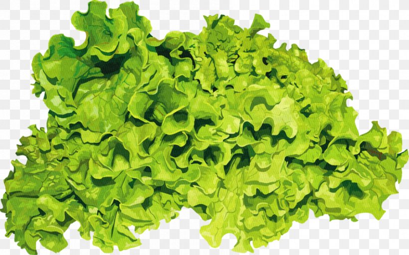 Romaine Lettuce Herb Salad Parsley Seed, PNG, 899x562px, Romaine Lettuce, Daikon, Dill, Food, Herb Download Free