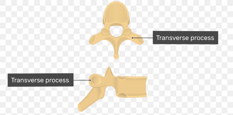 Thoracic Vertebrae Vertebral Column Spinous Process, PNG, 770x406px, Thoracic Vertebrae, Anatomy, Brand, Coccyx, Ear Download Free