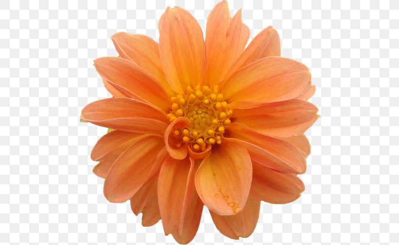 Transvaal Daisy Dahlia Cut Flowers Raster Graphics Clip Art, PNG, 500x505px, Transvaal Daisy, Aster, Chrysanthemum, Chrysanths, Cut Flowers Download Free