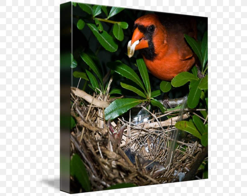 Beak Fauna, PNG, 576x650px, Beak, Bird, Fauna Download Free