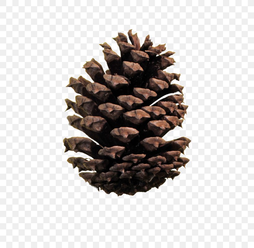 Conifer Cone Image File Formats Stone Pine, PNG, 600x800px, Conifer Cone, Austral Pacific Energy Png Limited, Cone, Conifer, Conifers Download Free