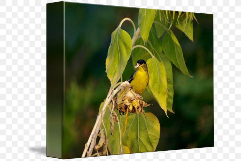 Finches Fauna Beak, PNG, 650x547px, Finches, Beak, Bird, Fauna, Finch Download Free