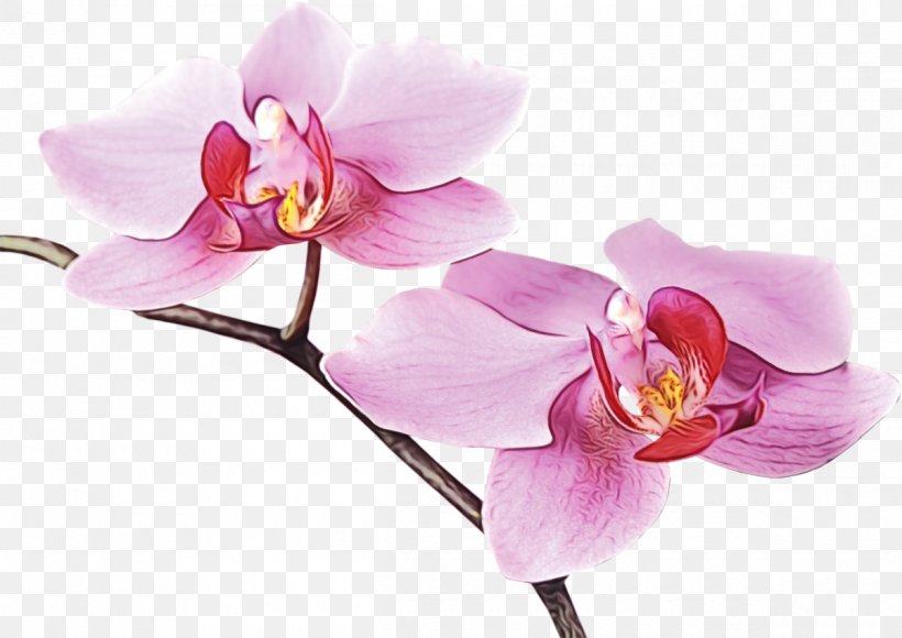 Flower Flowering Plant Moth Orchid Petal Pink, PNG, 1200x849px, Watercolor, Cut Flowers, Flower, Flowering Plant, Moth Orchid Download Free