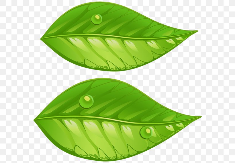Leaf Green Clip Art, PNG, 600x568px, Leaf, Autumn Leaf Color, Color, Green, Information Download Free