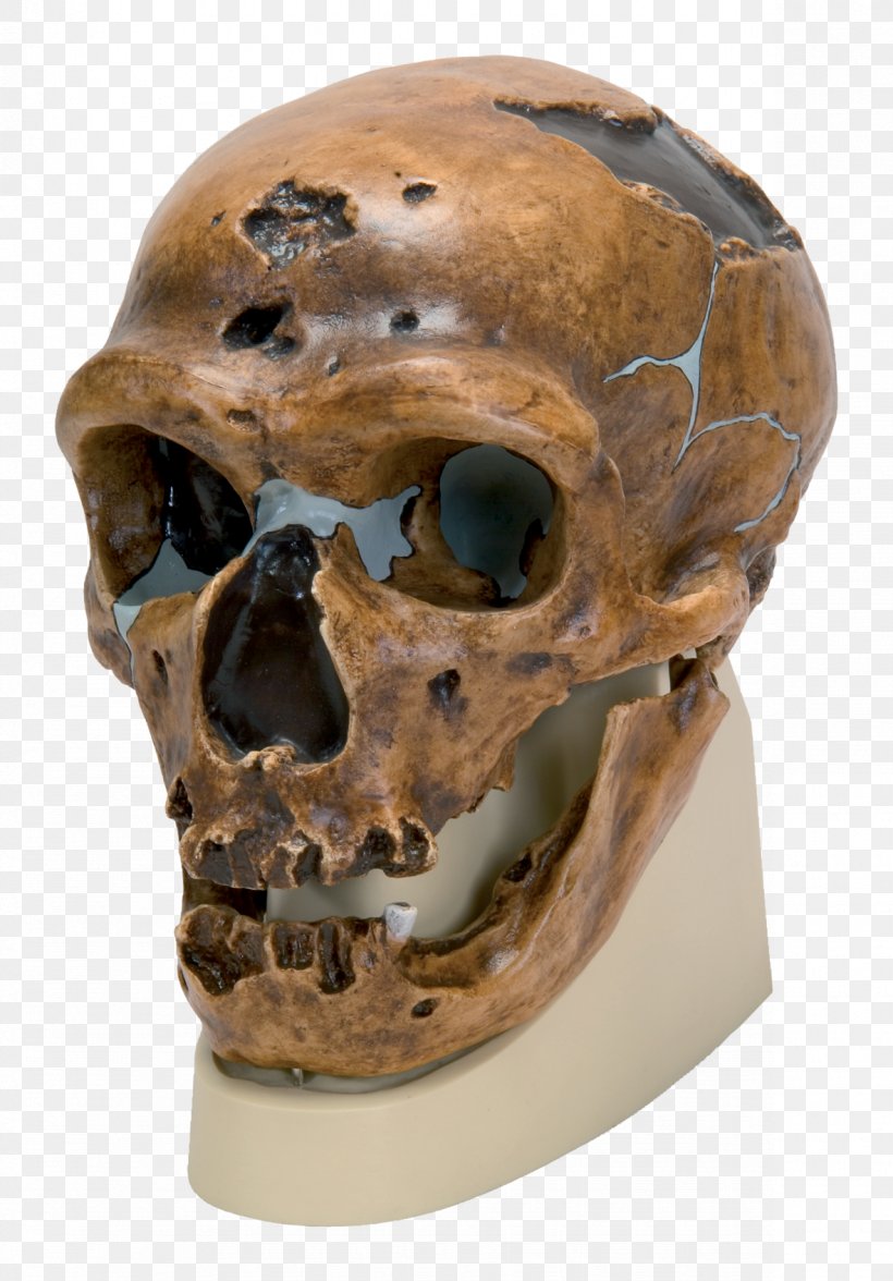 Neandertal La Chapelle-aux-Saints 1 Peking Man Cro-Magnon Rock Shelter, PNG, 1181x1694px, Neandertal, Anatomy, Anthropology, Australopithecus Africanus, Bone Download Free