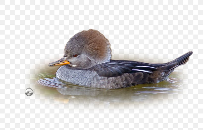 Mallard Seaducks Bird Common Merganser, PNG, 800x527px, Mallard, Beak, Bird, Common Merganser, Duck Download Free