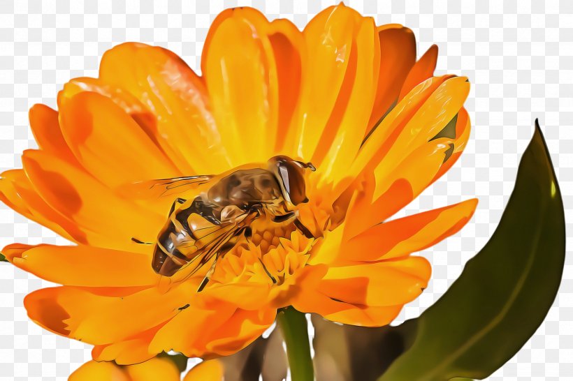 Queen Cartoon, PNG, 2448x1632px, Marigold, Bee, Bee Pollen, Beekeeping, Bloom Download Free