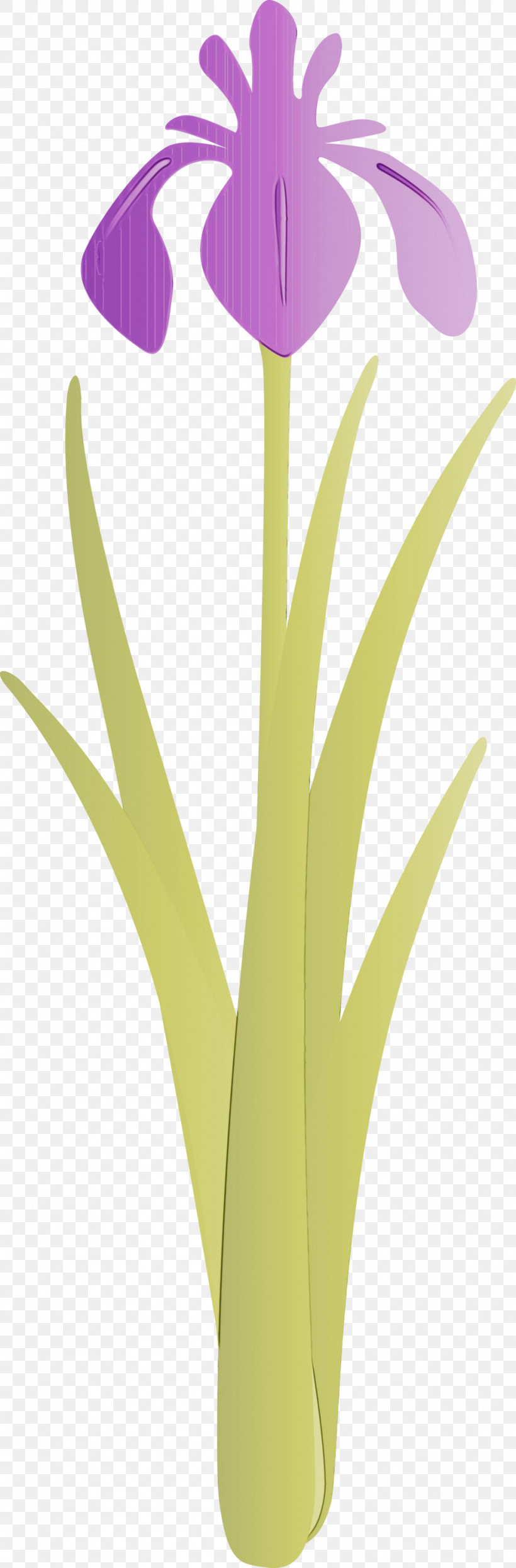Yellow Leaf Plant Grass Family Flower, PNG, 988x3000px, Iris Flower, Flower, Grass, Grass Family, Leaf Download Free
