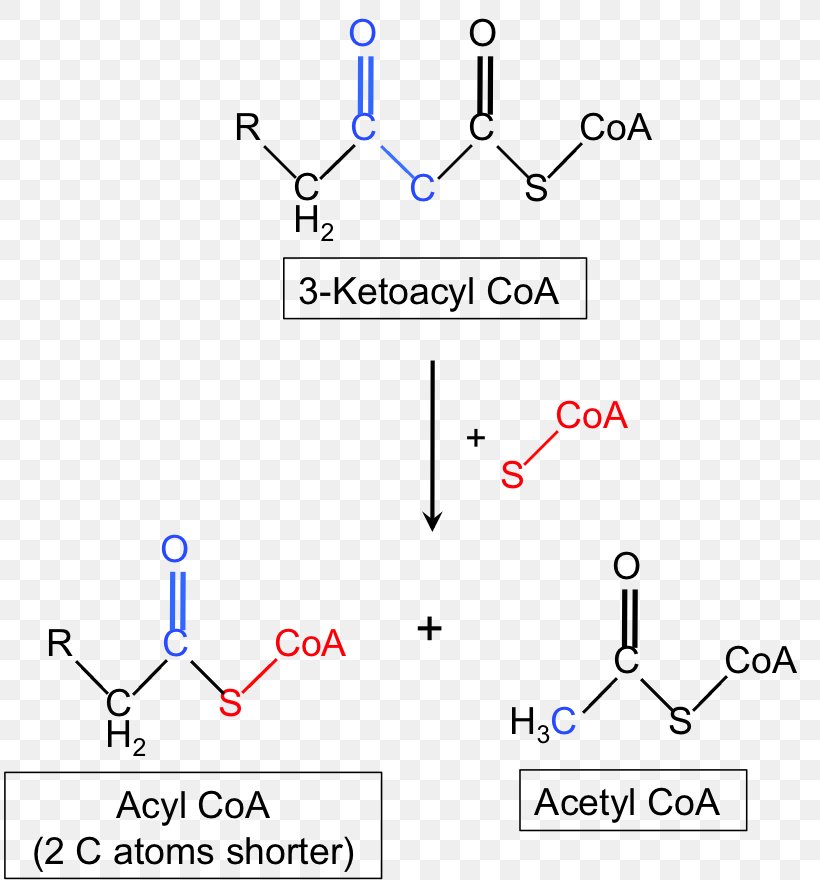 Beta-ketothiolase Deficiency Acetyl-CoA C-acetyltransferase Enzyme, PNG, 814x880px, Enzyme, Acetylcoa, Acyl Group, Acylcoa, Acyltransferase Download Free