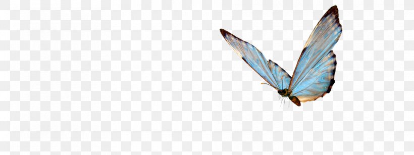 Butterfly Insect, PNG, 960x360px, Butterfly, Beak, Bird, Book, Education Download Free