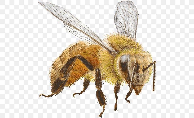 Honey Bee Bumblebee Clip Art, PNG, 500x500px, Honey Bee, Animal, Apidae, Arthropod, Bee Download Free