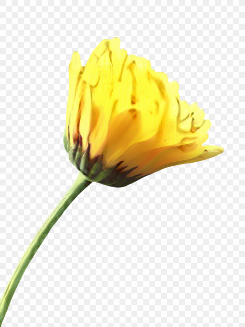 Marigold Flower, PNG, 1731x2308px, Marigold, Bloom, Blossom, Botany, Bud Download Free