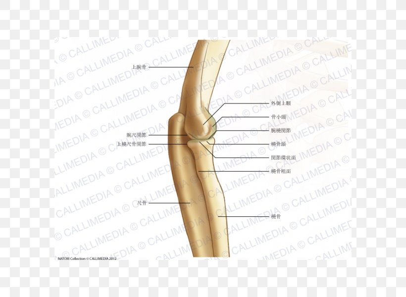 Thumb Elbow Bone Humerus Joint, PNG, 600x600px, Watercolor, Cartoon, Flower, Frame, Heart Download Free