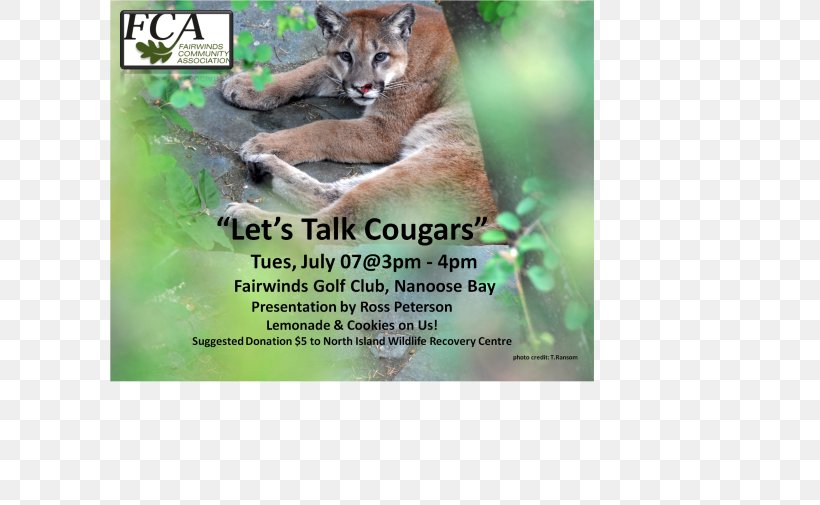 Cougar Fauna Flora Cat Ecosystem, PNG, 600x505px, Cougar, Advertising, Animal, Big Cat, Big Cats Download Free