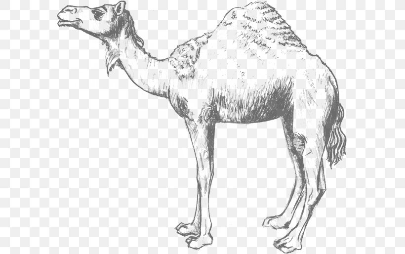Dromedary Wildlife Pack Animal Morocco, PNG, 587x514px, Dromedary, Animal, Animal Figure, Arabian Camel, Artwork Download Free