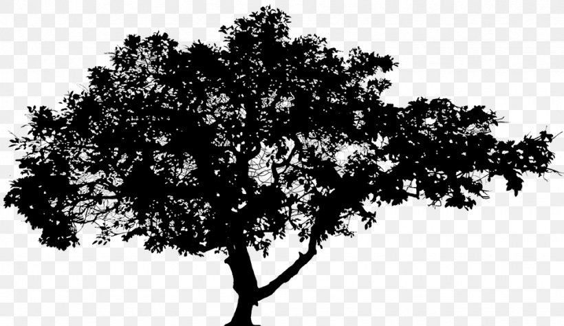 Leaf Branching, PNG, 973x563px, Leaf, Blackandwhite, Branch, Branching, California Live Oak Download Free