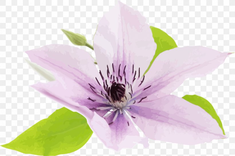 Leather Flower Spring Petal Annual Plant, PNG, 1200x799px, Flower, Annual Plant, Clematis, Eye, Flowering Plant Download Free