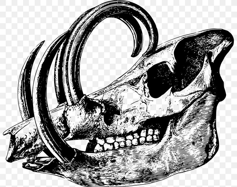 Skull Babirusa Drawing Clip Art, PNG, 800x645px, Skull, Animal, Automotive Design, Babirusa, Black And White Download Free