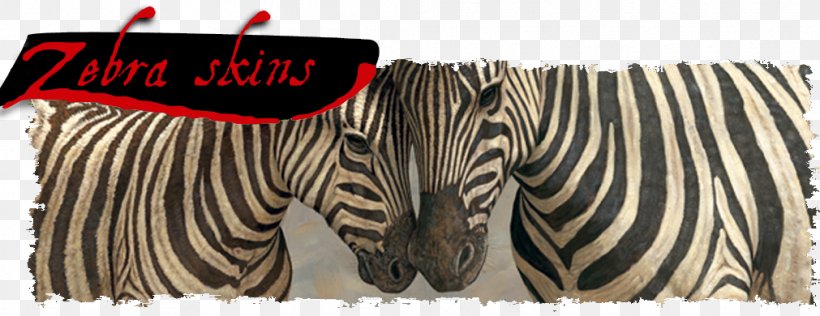 Zebra Animal Horse White, PNG, 1011x390px, Zebra, Animal, Black, Brand, Emperor Tamarin Download Free