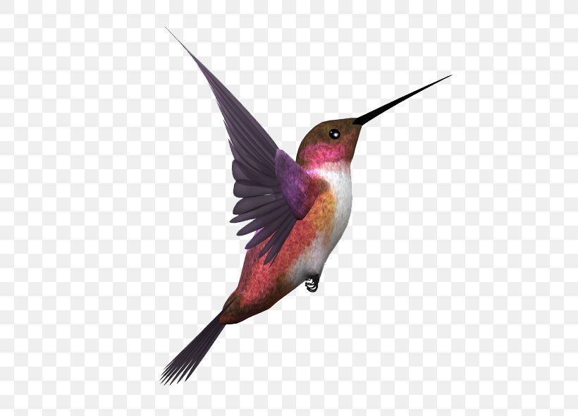 Hummingbird Pigeons And Doves Bird Flight, PNG, 600x590px, Bird, Beak, Bird Flight, Birdofparadise, Common Kingfisher Download Free