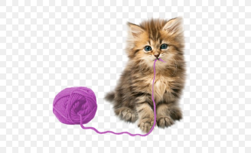 Kitten Cat Puppy Cuteness Pet, PNG, 583x500px, Kitten, Animal, British Semi Longhair, Carnivoran, Cat Download Free