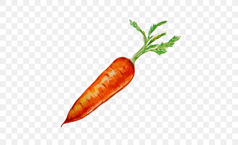 Organic Food Carrot Seed Oil Drawing, PNG, 500x500px, Organic Food, Bell Peppers And Chili Peppers, Birds Eye Chili, Carrot, Carrot Seed Oil Download Free