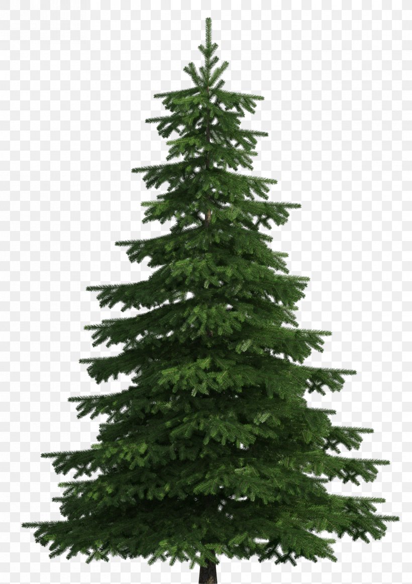 Sugar Pine Scots Pine Balsam Fir Tree Clip Art, PNG, 1219x1729px, Sugar Pine, Balsam Fir, Branch, Christmas Decoration, Christmas Ornament Download Free