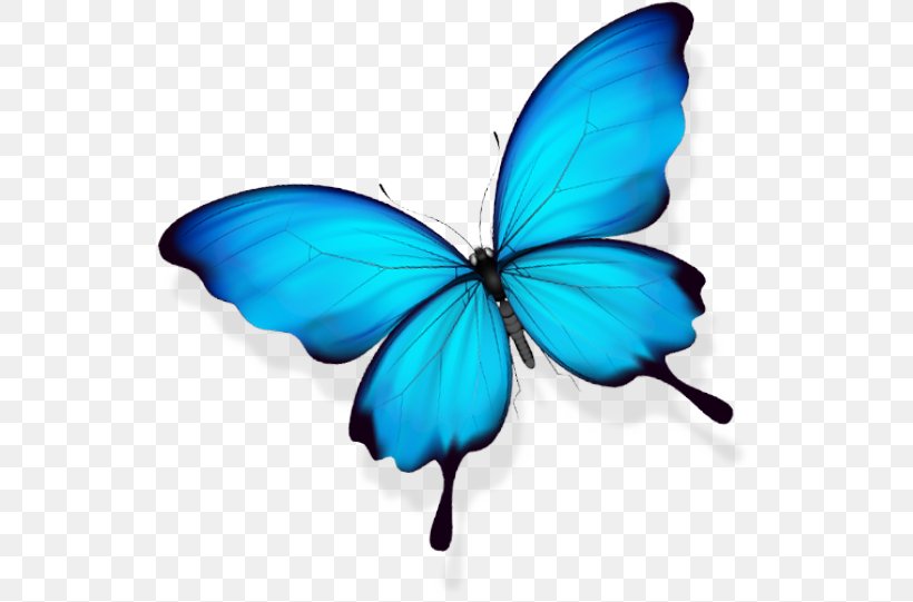 Butterfly Gratis, PNG, 538x541px, Butterfly, Brush Footed Butterfly, Gratis, Information, Insect Download Free