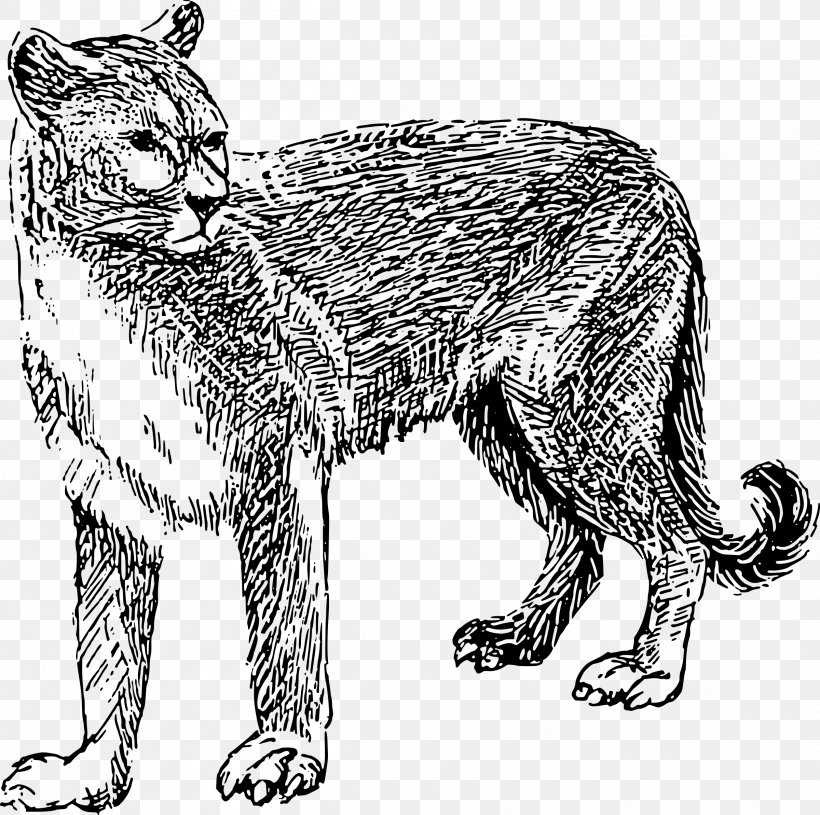Cougar Lion Drawing Clip Art, PNG, 2400x2386px, Cougar, Animal Figure, Big Cat, Big Cats, Black And White Download Free