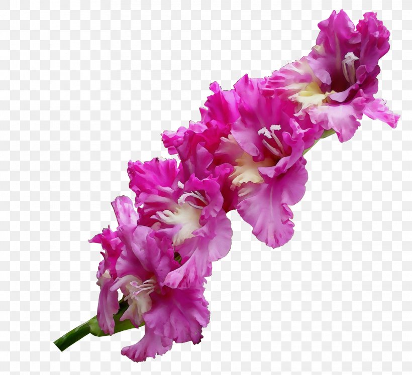 Flower Flowering Plant Pink Plant Cut Flowers, PNG, 1974x1800px, Watercolor, Cut Flowers, Flower, Flowering Plant, Gladiolus Download Free