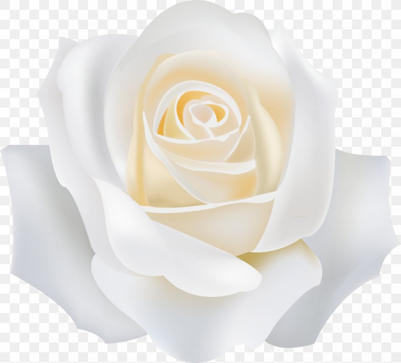 Garden Roses White, PNG, 983x890px, Garden Roses, Cut Flowers, Flower, Flowering Plant, Peach Download Free