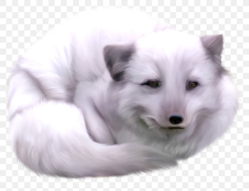 Dog Breed Arctic Fox Centerblog Wolf, PNG, 800x629px, Dog Breed, Animal, Arctic Fox, Canaan Dog, Canadian Eskimo Dog Download Free