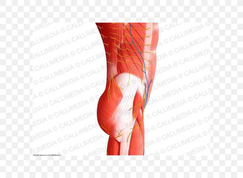 Thumb Abdomen Muscle Nerve Blood Vessel, PNG, 600x600px, Watercolor, Cartoon, Flower, Frame, Heart Download Free