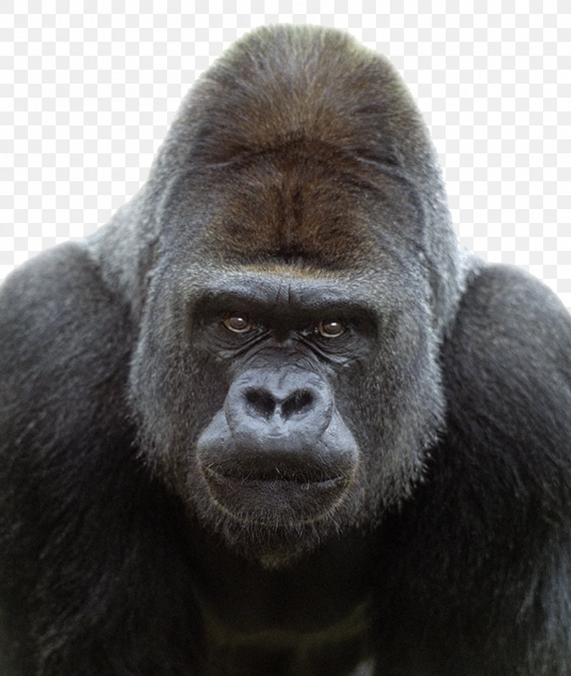 Western Gorilla Mountain Gorilla Ape Chimpanzee Primate, PNG, 1050x1243px, Western Gorilla, Animal, Ape, Chimpanzee, Eastern Gorilla Download Free