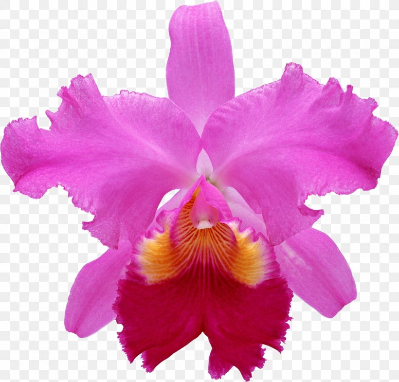 Pecteilis Radiata Flower Moth Orchids Pseudobulb Plant, PNG, 1600x1532px, Pecteilis Radiata, Antera, Cattleya, Cattleya Labiata, Christmas Orchid Download Free