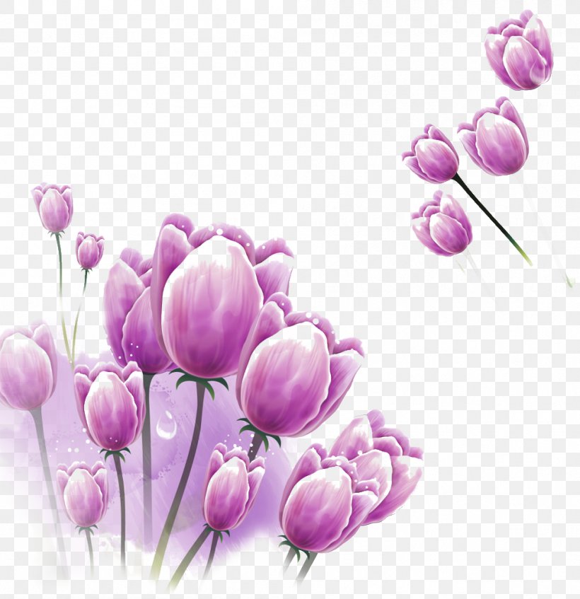 Purple Tulip Wallpaper, PNG, 999x1032px, Purple, Blossom, Branch, Color, Cut Flowers Download Free