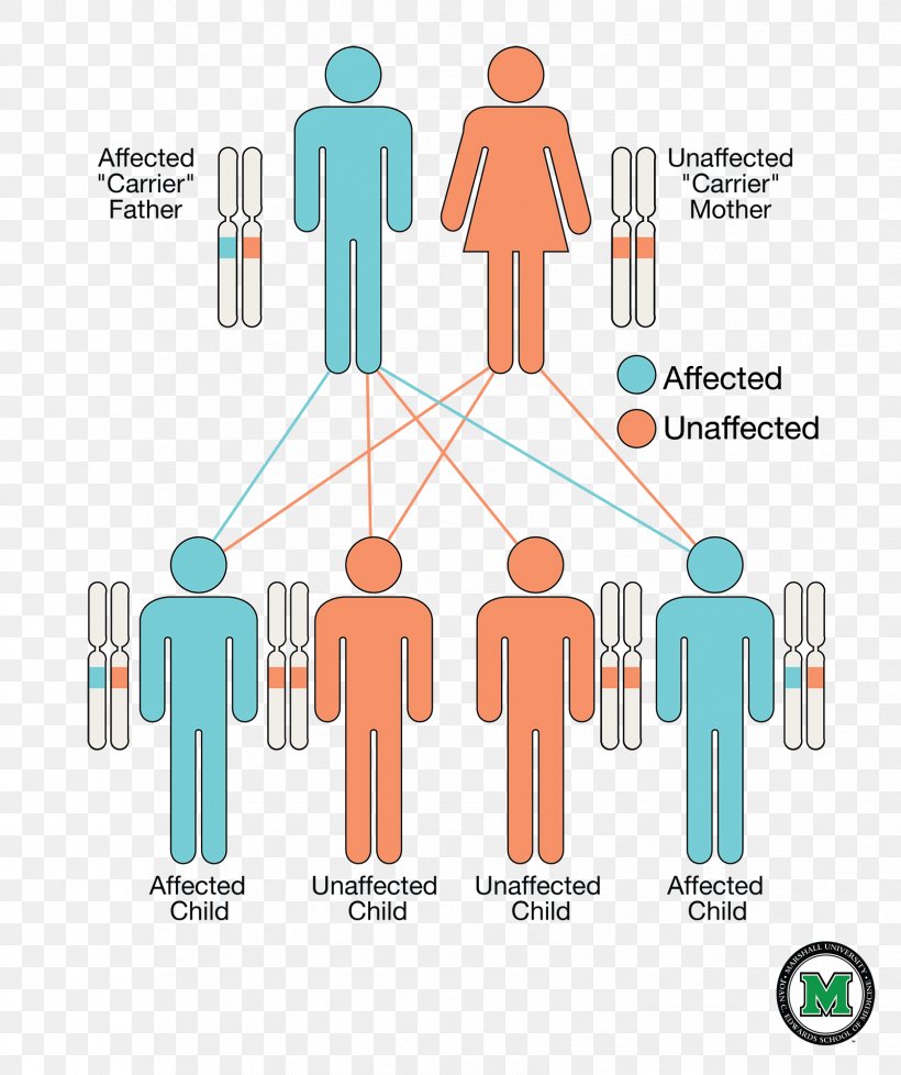 Severe Combined Immunodeficiency Adenosine Deaminase Deficiency Strimvelis Genetic Disorder Gene Therapy, PNG, 1676x2000px, Severe Combined Immunodeficiency, Adenosine Deaminase, Adenosine Deaminase Deficiency, Area, Autosome Download Free