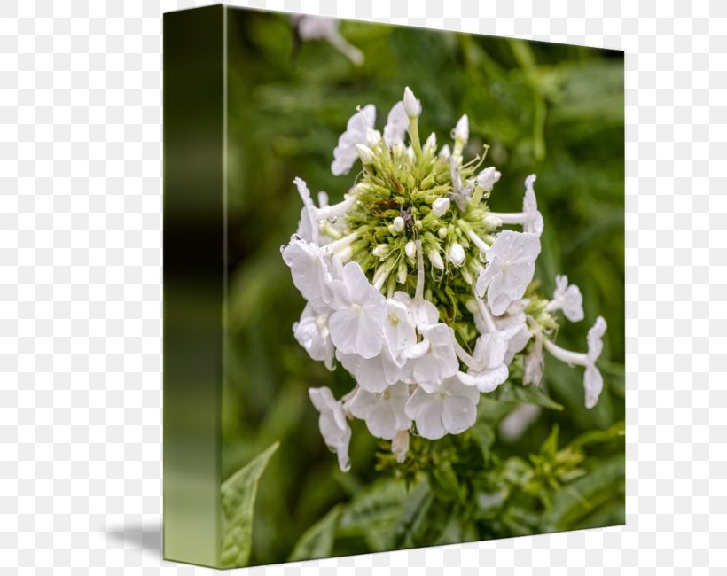 Stock Photography Flower Royalty-free, PNG, 606x650px, Stock Photography, Can Stock Photo, Copyright, Flower, Flowering Plant Download Free