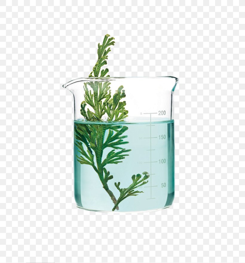 Aquatic Plants Glass Science, PNG, 646x881px, Plant, Aquatic Plants, Botany, Cup, Experiment Download Free
